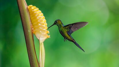 Un colibrí se alimenta de néctar en Costa Rica.
