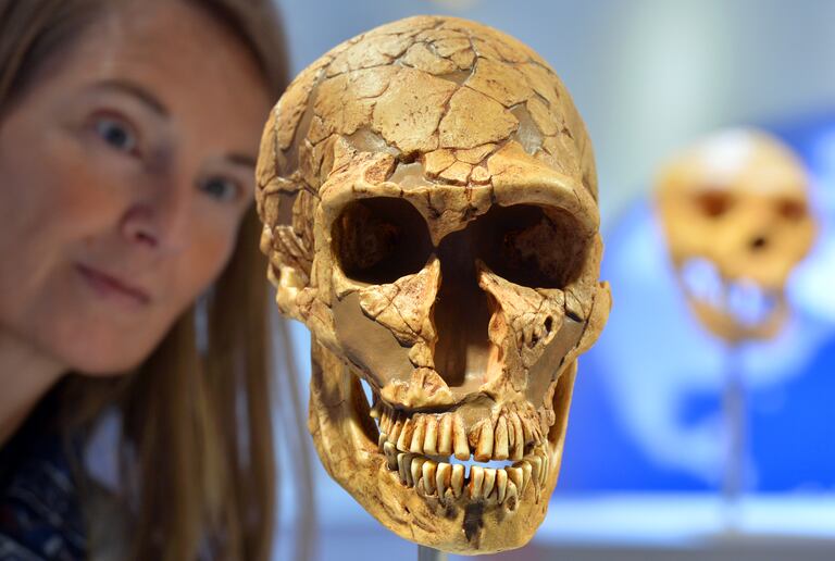 La educadora Sabine Liener-Kraft observa el cráneo de un neandertal en el Arqueológico Museo Estatal de Chemnitz, Alemania.