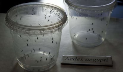 Mosquitos Aedes aegypti, transmisores del virus zika, en el Instituto de Ciencias Biomédicas de la Universidad de Sao Paulo el pasado 8 de enero.