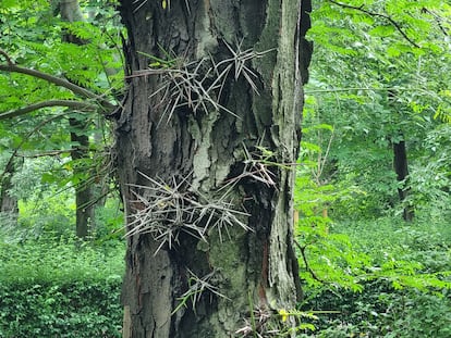 The fierce spines of a three-spine acacia.