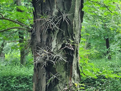 The fierce spines of a three-spine acacia.