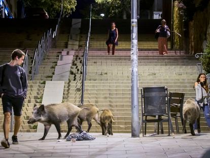 Varios jabalíes, el pasado mes de octubre, en el centro del barrio barcelonés de Vallvidrera. / Gianluca Battista