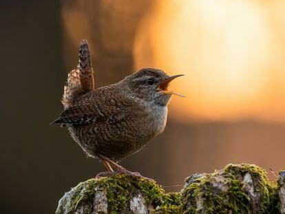 Un pájaro canta durante la puesta de sol.