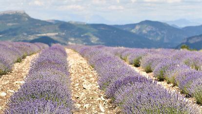 Lavanda, la fórmula del éxito de la Provenza | EL PAÍS Semanal | EL PAÍS