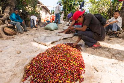 Un niño selecciona granos de café verdes de los maduros rojos para la exportación en un campo de El Salvador.