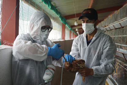 Dos técnicos vacunan un pollo en una granja avícola de Puéllaro (Ecuador), el 3 de marzo.
