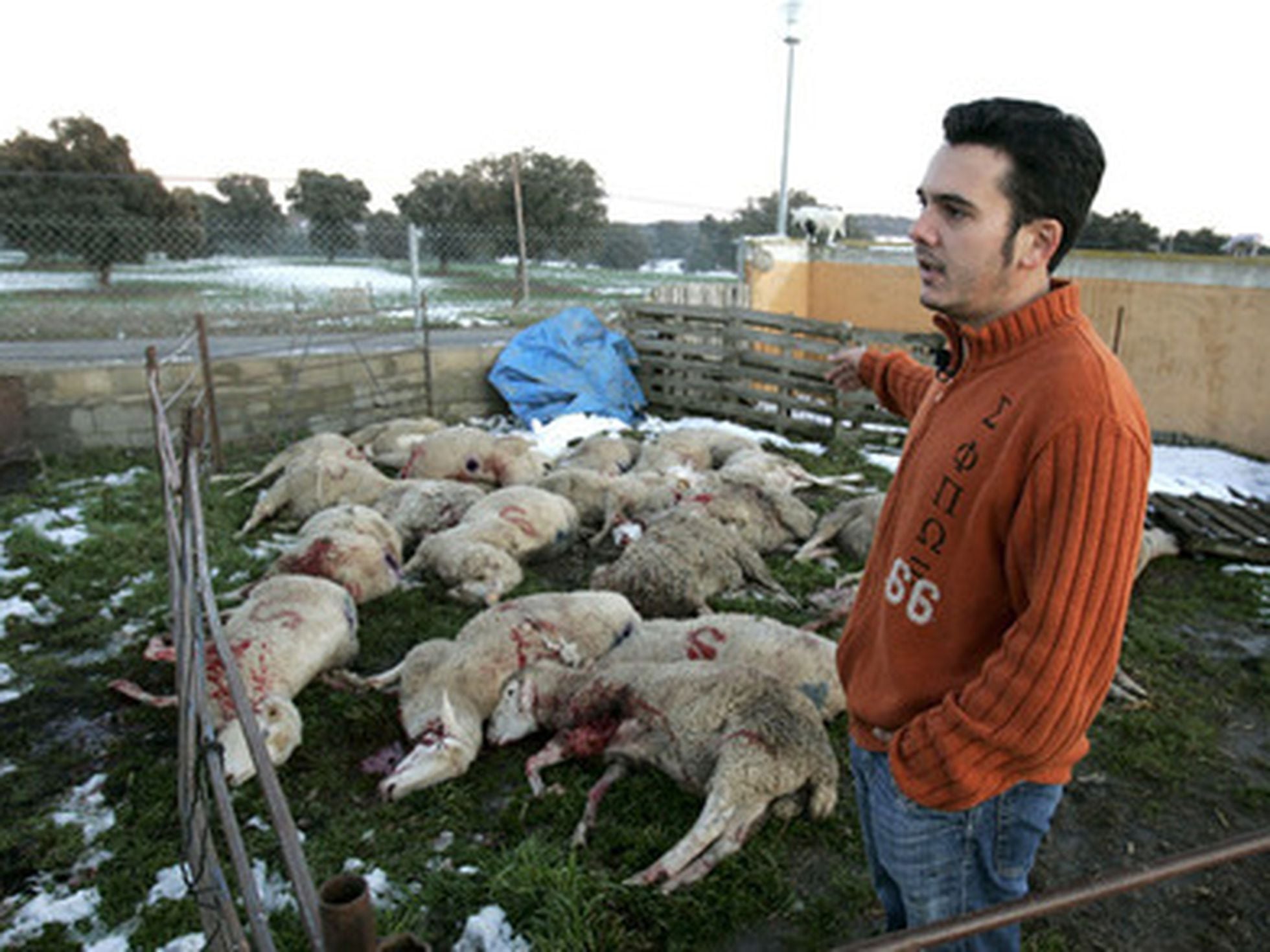 Matanza de ovejas por un lobo en Salamanca | Sociedad | EL PAÍS