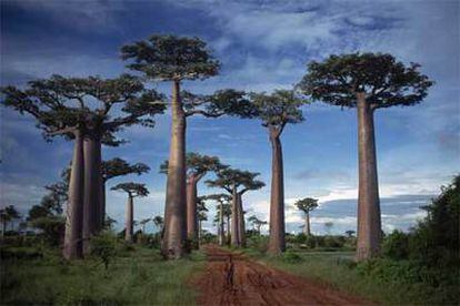 Ejemplares de Adansonia grandidieri en la avenida de los baobabs