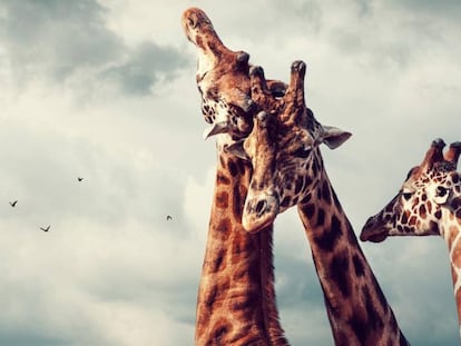Reino animal, nuevo tema para Windows 10 que se descarga gratis