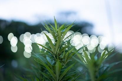 Plantas de cannabis medicinal de la cooperativa Gold Land Cannabis Medicinal. 
