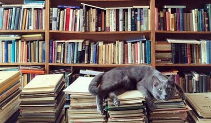 Un felino en una librería.