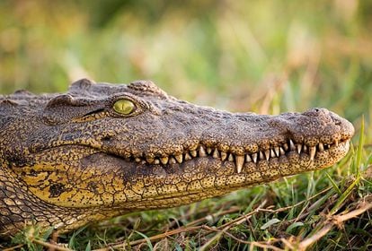 "La estrategia de caza del cocodrilo del Nilo consiste en acechar pacientemente a los animales que se acercan a beber para arrastrarlos hasta el agua y ahogarlos". Delta del Okavango. 500 mm f4 1/320 ISO 400