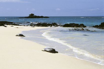 Tortugas marinas en las costas de Ecuador.