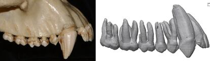 La dentadura superior de un chimpancé, con su prominente colmillo. A la derecha, recreación del maxilar superior de un 'Ardipithecus ramidus' de hace 4,4 millones de años y posible antecesor de los humanos.