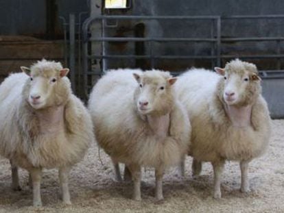 En 1997, los biólogos Keith Campell e Ian Wilmut presentaron al mundo a la oveja Dolly. Con ella nació una revolución científica y social