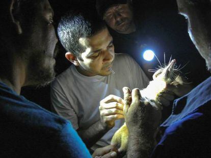 Extracción de sangre a un solenodon de La Española.