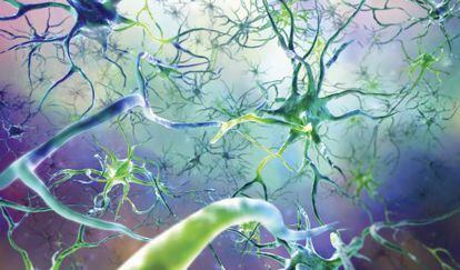 Las neuronas son la base del sistema nervioso.