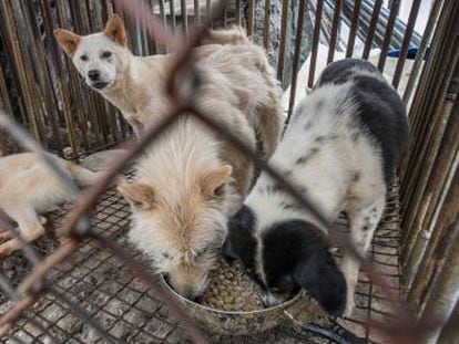 50 perros criados en Corea del Sur para consumo humano encuentran refugio en Montreal