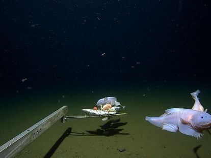 SÍDNEY (AUSTRALIA), 03/04/2023.- Un solitario pez fue captado por una cámara submarina a 8.336 metros de profundidad, el avistamiento de este tipo de animales más profundo hasta la fecha, informan este lunes fuentes académicas de Australia. El pez, un ejemplar juvenil de un tipo de pez caracol llamado Pseudoliparis belyaevi, fue filmado en la fosa submarina Izu-Ogasawara, a unos mil kilómetros al sur de Tokio, según el comunicado de la Universidad de Australia Occidental (UWA). EFE/ Universidad De Australia Occidental SOLO USO EDITORIAL/SOLO DISPONIBLE PARA ILUSTRAR LA NOTICIA QUE ACOMPAÑA (CRÉDITO OBLIGATORIO)
