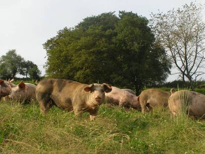 Los cerdos de Txerrizaleok no son ibéricos, pero se crían en monte abierto