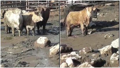 Dos momentos del vídeo que muestran animales rodeados de excrementos y purines.