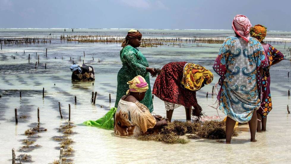 Un grupo de mujeres recoge un cultivo de algas a orillas del océano Índico en Bjwejuu, en la isla tanzana de Zanzíbar.