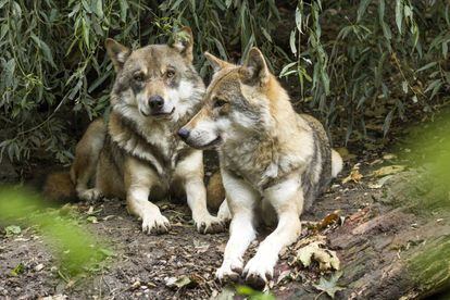 Una pareja de lobos.