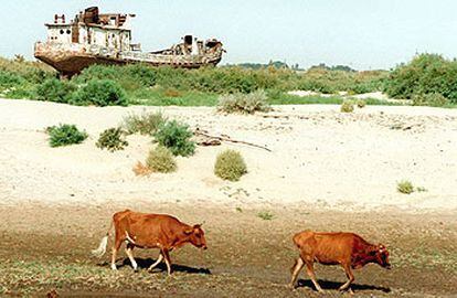 Aspecto de una parte desecada del mar de Aral.