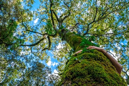 Una mujer abraza un árbol cubierto de musgo en Olvera, Cádiz, el 26 de enero de 2021.