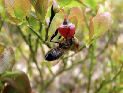 Fotografía facilitada por el Fondo de Protección de Animales Salvajes (FAPAS), en la que una abeja melífera poliniza una planta.