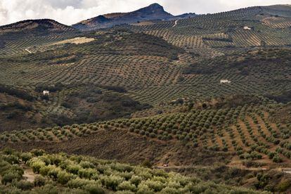 Cultivos de olivar superintensivo en El Cañuelo (Córdoba), dentro de la cuenca del Guadalquivir, que sufre sequía extrema. 