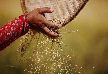 Una trabajadora selecciona los granos de arroz.