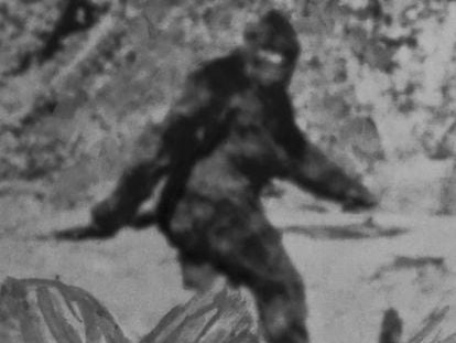Imagen de 1967 de un supuesto avistamiento de un bigfoot en Eureka, California, considerada una falsificación. En vídeo, el supuesto avistamiento de Claudia Ackley.