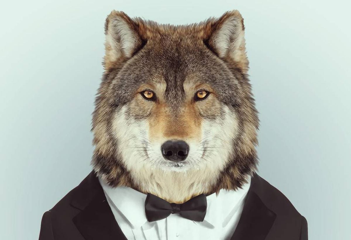 Lobos: Así es el verdadero macho alfa | Ciencia | EL PAÍS