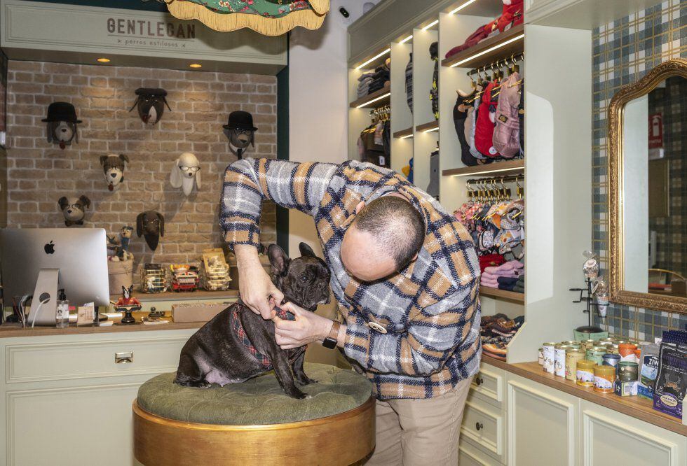 Rubén Goñi, propietario de la boutique Gentlecan, prueba una correa en la perrita Luca, un bulldog de 10 años y cliente habitual de la tienda.