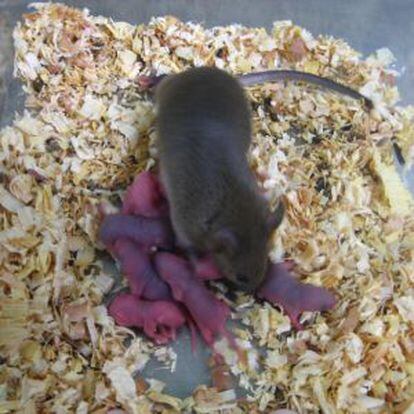 Una ratona con sus cr&iacute;as obtenidas de &oacute;vulos artificiales.