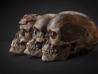 Tres cr&aacute;neos hallados en la Rep&uacute;blica Checa asociados a la cultura gravetiense