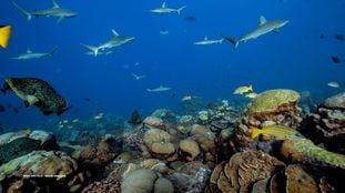 Los arrecifes de coral sanos mantienen la riqueza de la biodiversidad marina.