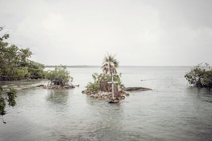 Los manatíes viven en aguas poco profundas y áreas costeras de América, el litoral oeste de África, el océano Índico y Australia. En México se estima que hay unos mil. El Santuario del Manatí está en la Bahía de Chetumal, en el Estado de Quintana Roo, con uno de los hábitats más importantes para la especie del país.