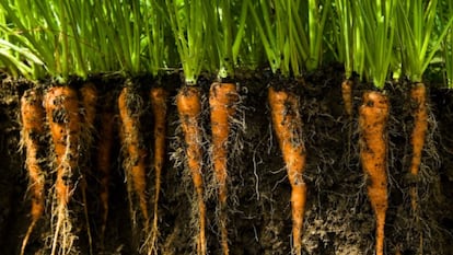 La ecóloga microbiana que sana suelos contaminados