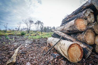 La ONF se encarga de subastar la madera de los árboles derribados tras el incendio en las más de 2.000 hectáreas que controla. En menos de un año ha vendido hasta 80.000 metros cúbicos de madera a empresas, principalmente locales, el equivalente a lo que producen habitualmente en diez años.