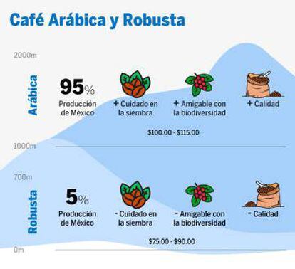 Diferencias entre el café arábica y robusta.