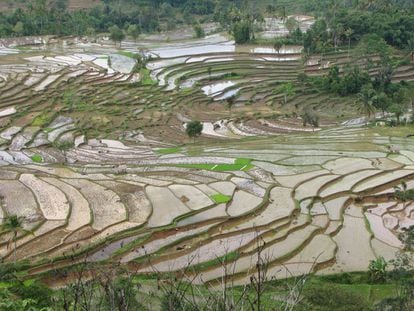El cultivo de arroz es muy intensivo en agua y fertilizantes, ya sean químicos u orgánicos.