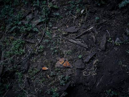 Mariposas monarca muertas de causas naturales en el santuario 'El Rosario', Michoacán, en febrero de 2024.