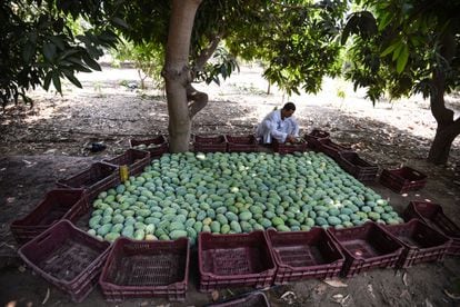 An Egyptian farmer prepares mangoes in the village of al-Qata, Giza governorate, on August 27, 2018.