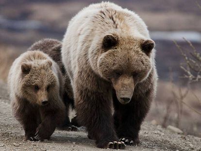 Osa 'grizzlie' y sus crías en el parque nacional de Denali, en EE UU.