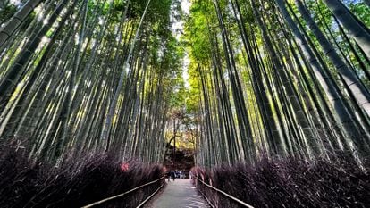 El bosque de bambú de Arashiyama, en una de las dos montañas de Kioto.