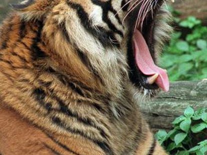 Un tigre de Sumatra.