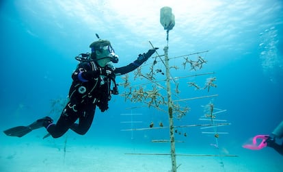 Desde el estallido de la pandemia, en el Coral Lab de República Dominicana se ha seguido investigando por la perpetuidad de las especies.