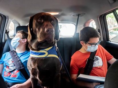 Brownie, el perro de asistencia, se sienta en la parte trasera del coche, entre los dos hermanos, para no perder de vista a Adrián.